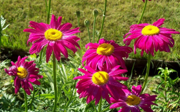 Красивые и неприхотливые низкорослые цветы для клумбы, альпийской горки и рокария
